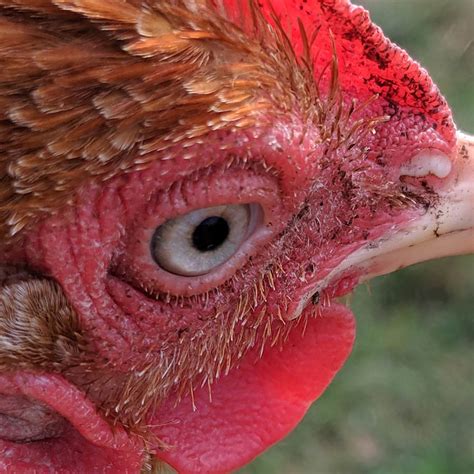 what is marek's disease in chickens